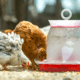 Poultry Care Products
