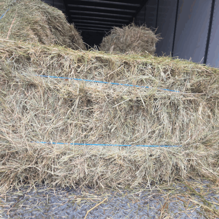Teff hay at cherokee