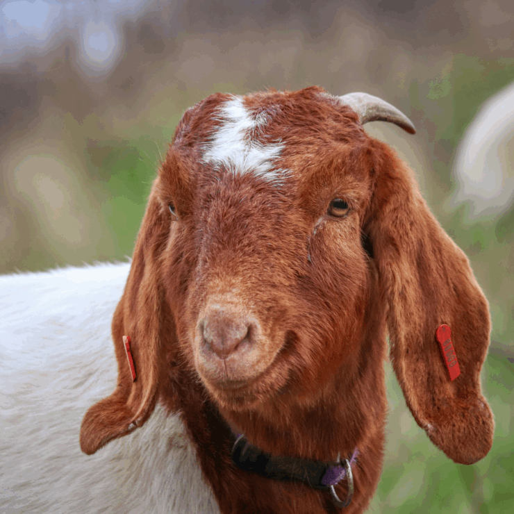 A happy looking goat