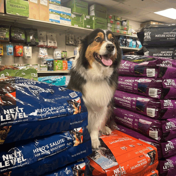 Cute dog in pet section of store, sitting on bags of food
