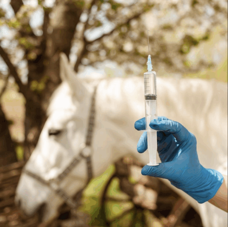 Horse in background, hand administering vaccines in foreground with needle