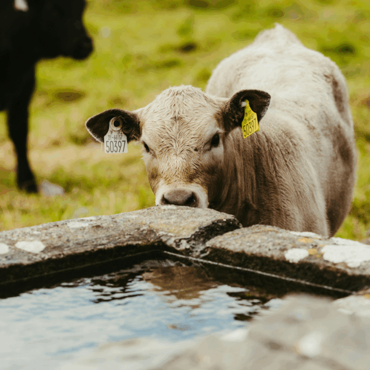 cow peeking over a water trough - which is an essential to help Keep Livestock Cool in Summer