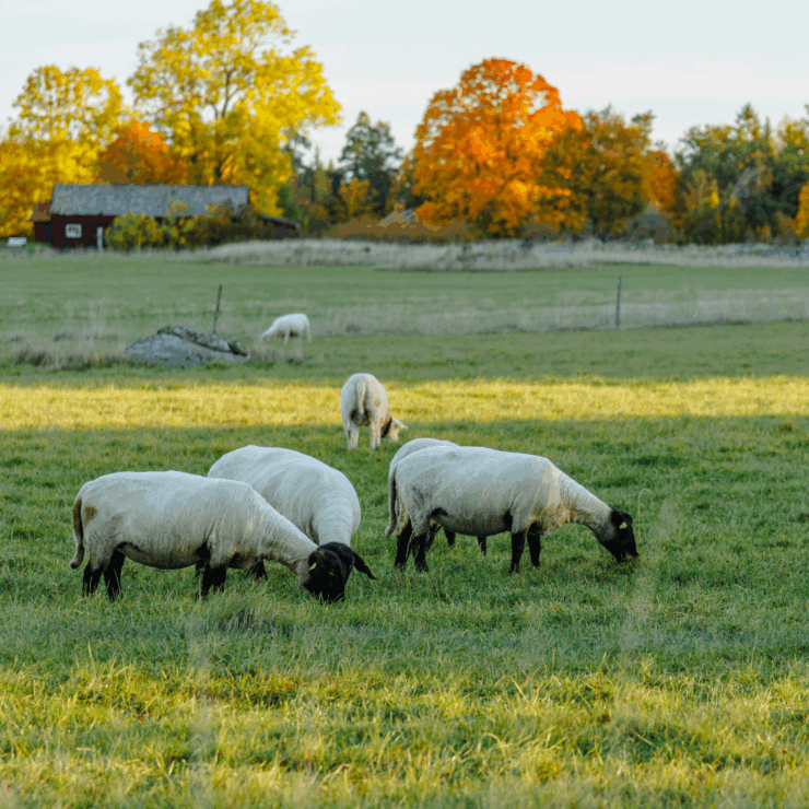Livestock (goats) transition from summer to fall, grazing in pasture with trees in the background changing color leaves.