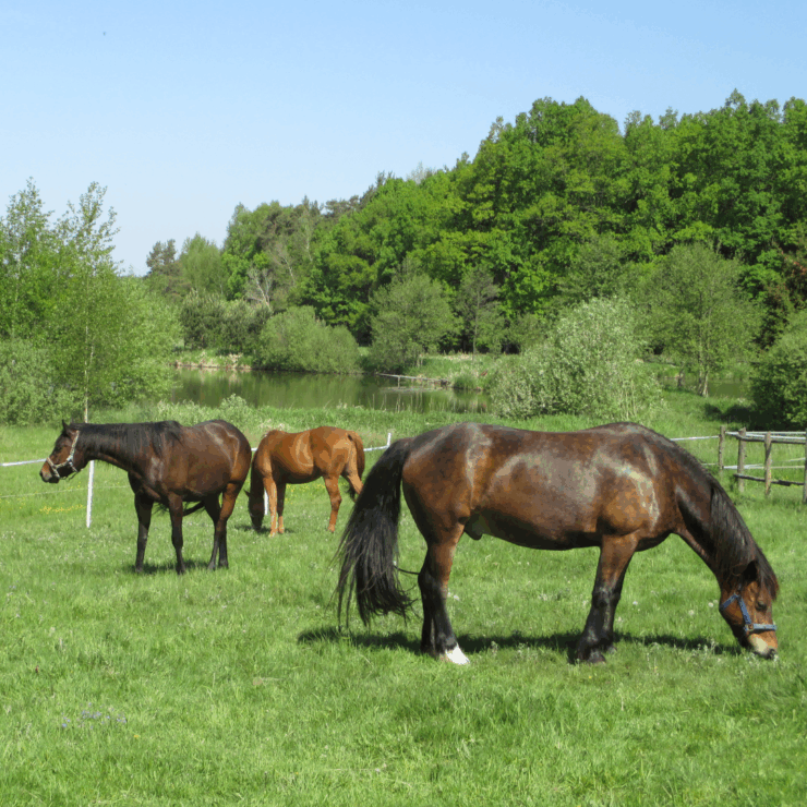 horses doing some Summer Grazing in grass