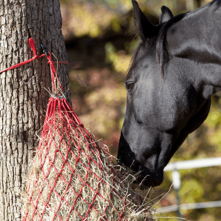 horse eating from hay net
