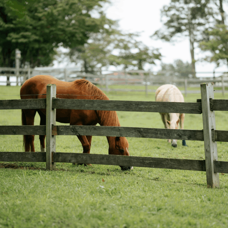 horses grazing in pasture during spring season in georgia