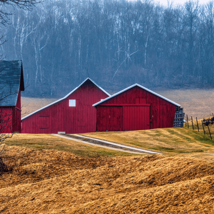 Winter barn with frosty trees in the background.