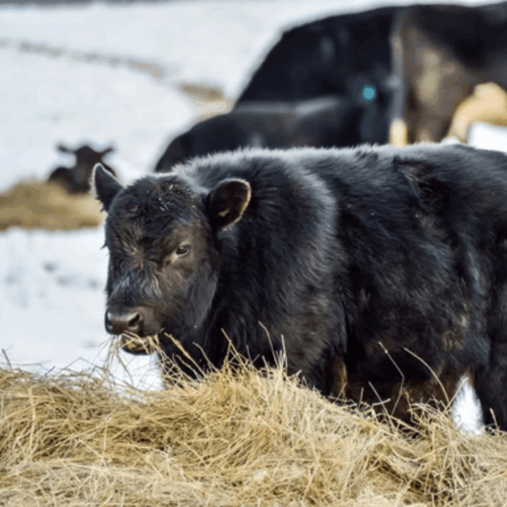 Cattle in frost, read our guide to look out for cold stress in livestock.
