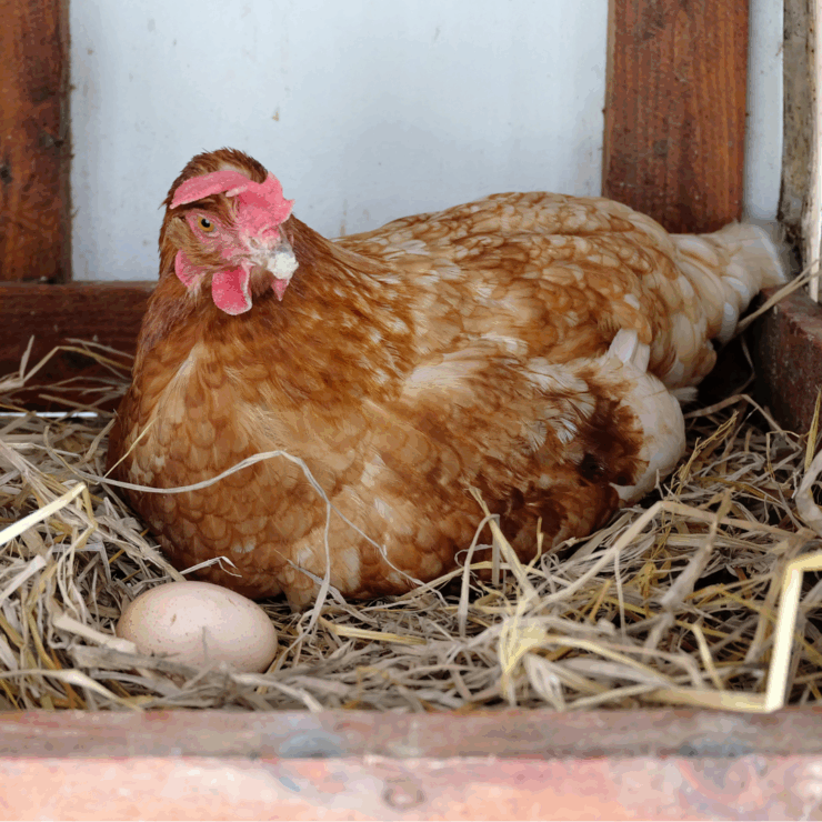 a hen in her nest with a little egg next to her.