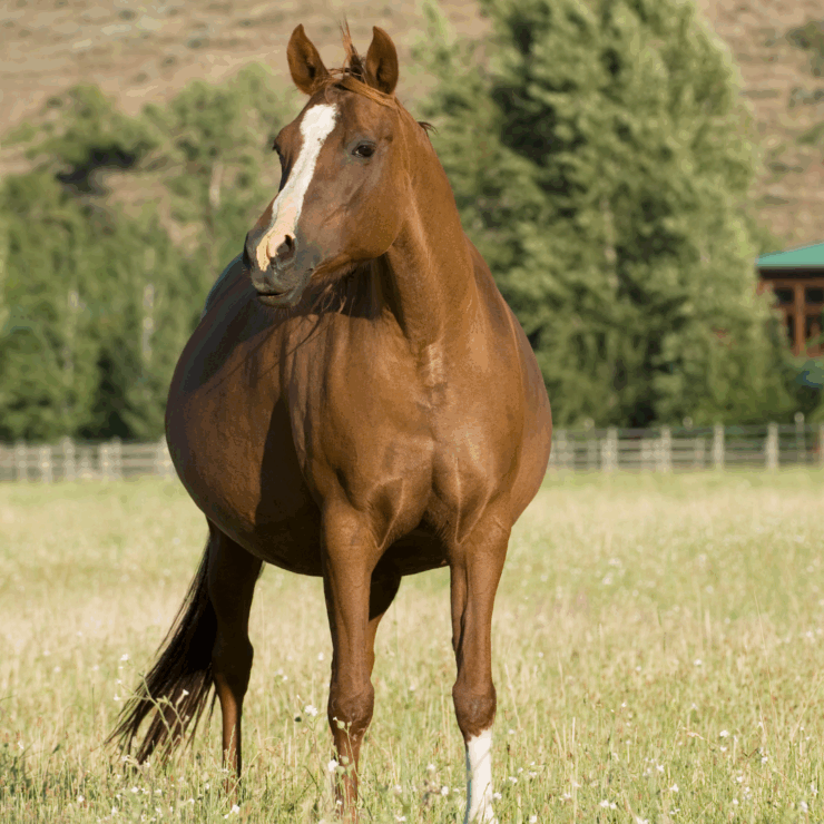 Read our Winter-to-Spring Nutrition Transitions for Livestock guide - the pregnant mare pictured here has specific nutritional needs!
