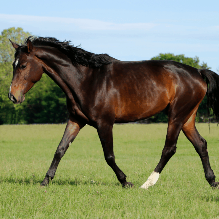 Glossy, healthy horse in pasture.