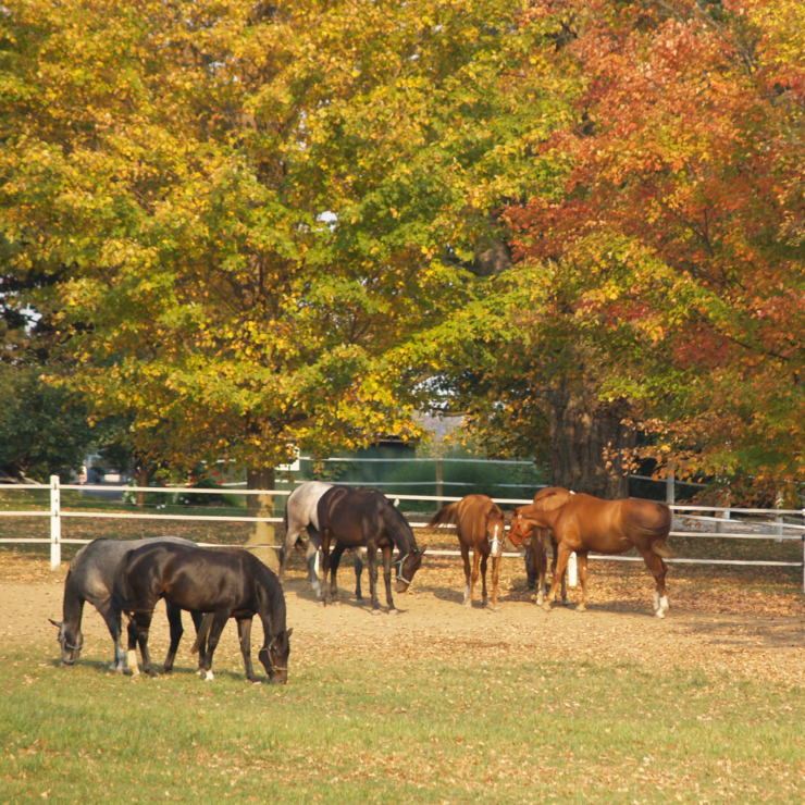 Get Your Winter Pasture Started! Photo shows horses grazing in fall colored pasture