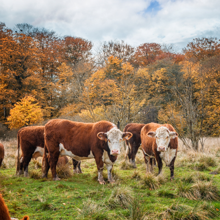 Cattle in Fall colored pasture