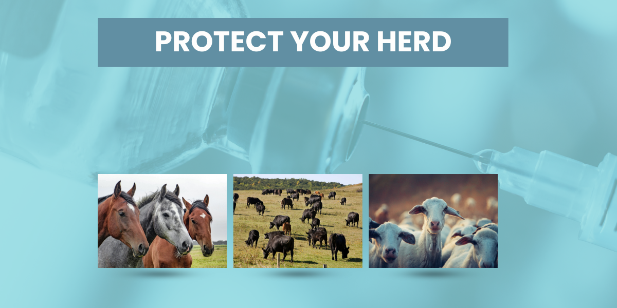 Protect Your Herd with Vaccines